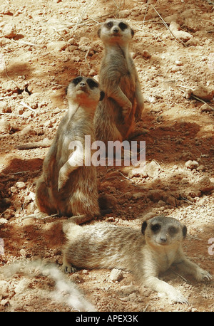 Trois suricates, une position couchée, debout sur deux pattes, à la recherche intensément viewer. Banque D'Images