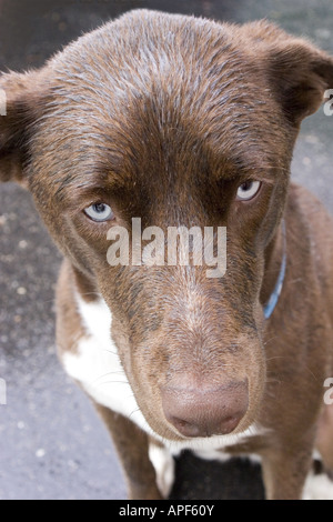 2 ans, un chien husky/lab mix. PR Banque D'Images