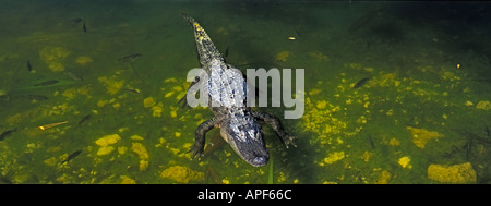 Alligator et le poisson se prélasser au Trou Bleu Key Deer National Wildlife Refuge Big Pine Key en Floride Banque D'Images