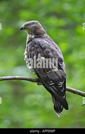 Le miel de l'Ouest (Buzzard Pernis apivorus), homme perché sur une branche Banque D'Images