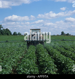 Pulvérisation pulvérisateur à rampe contre la culture de pommes de terre venant à échéance de la brûlure de la pomme de terre Banque D'Images