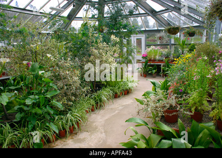 Plantes poussant dans une serre au château de Threave Gardens Douglas Dumfries et Galloway Ecosse Banque D'Images