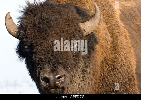 Un portrait de Bison Banque D'Images