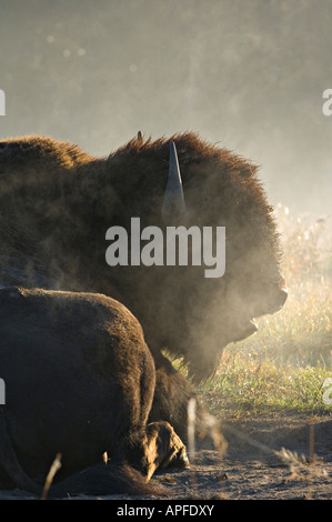 Fixant un bison Banque D'Images