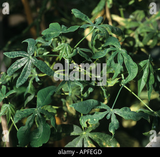 Les symptômes du virus de la mosaïque du manioc africain sur les feuilles de manioc Banque D'Images