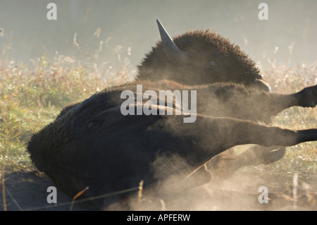 Un Bison fixant le matériel roulant dans la poussière Banque D'Images
