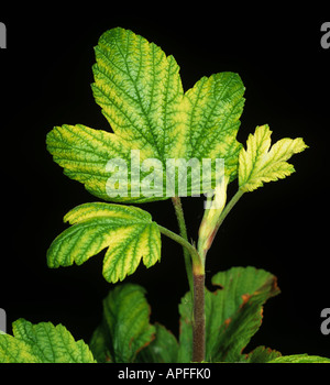 Des symptômes de carence en azote des feuilles de cassis sur la floraison Banque D'Images