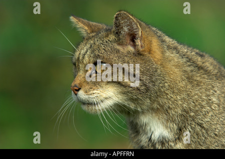 Scottish adultes Chat Sauvage, Felis sylvestris, UK. Banque D'Images