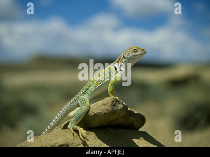 Agriculture - Crotaphytus collaris perché sur un rocher près de Chaco Canyon au Nouveau-Mexique Banque D'Images