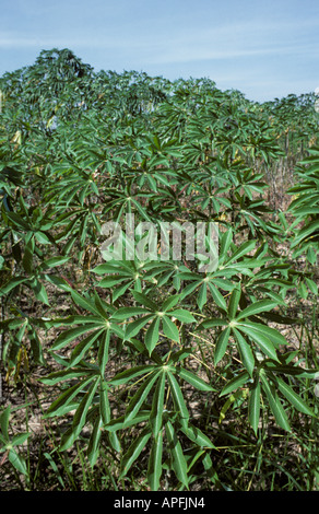 Les plants de manioc mature dans une culture avant la récolte en Thaïlande Banque D'Images