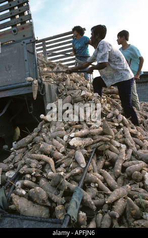 Le délestage des agriculteurs les racines de manioc récoltés à partir d'un camion en Thaïlande Banque D'Images