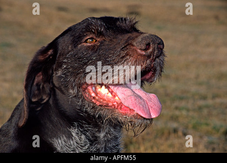 Portrait de chien Deutsch Drahthaar sur herbe haletant qui s'étend sur sa langue de la tête Banque D'Images