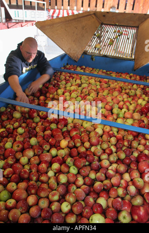 Michigan St. Johns,Uncle John's Cider Mill,Worker Trie des pommes,Wash,MI051018014 Banque D'Images