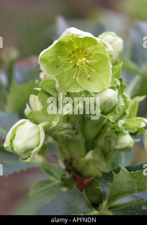 Hellébore Corse alias Rose Corse, Helleborus argutifolius, Ranunculaceae. Corse et Sardaigne Banque D'Images