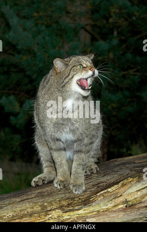 Scottish adultes Chat Sauvage, Felis sylvestris, snarling, UK. Banque D'Images