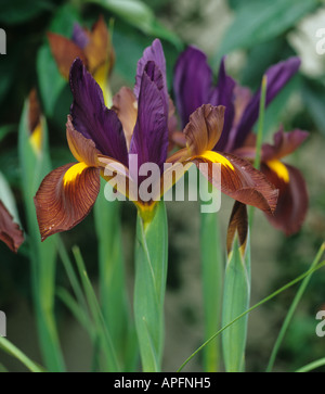Fleurs d'Iris Black Beauty Banque D'Images