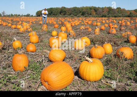 Michigan St. Johns, Uncle John's Cider Mill, potiron patch, automne, MI051018059 Banque D'Images