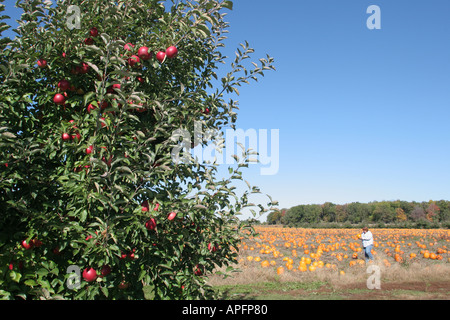 Michigan St. Johns,Uncle John's Cider Mill,potiron patch,automne,pommier,MI051018061 Banque D'Images