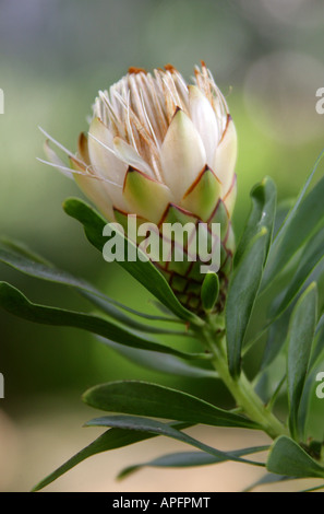 Narrowleaf Goldenrod, PROTEA Protea lanceolata, Proteaceae, Province du Cap, Afrique du Sud Banque D'Images