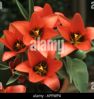 À la recherche vers le bas dans les fleurs ouvertes de tulip Toronto Banque D'Images