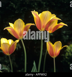 Fleurs de tulipe Blushing Lady Banque D'Images