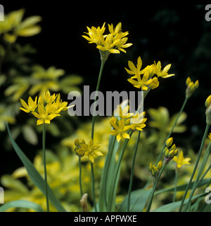 Fleurs d'ail Allium moly jaune doré Banque D'Images