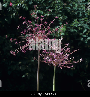 Fleur ronde chefs de deux purple Allium moly Banque D'Images