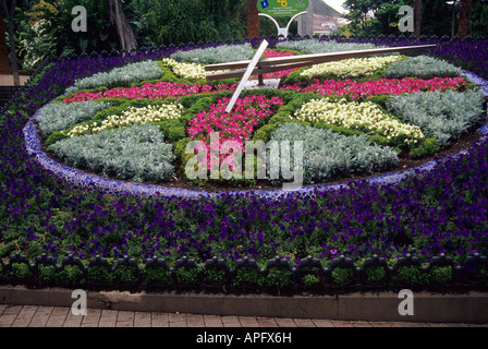 Dans l'horloge de fleurs Garcia Sanabria Park à Santa Cruz de Tenerife Tenerife ISLAND Iles Canaries Espagne Banque D'Images