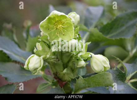 Hellébore Corse alias Rose Corse, Helleborus argutifolius, Ranunculaceae. Corse et Sardaigne Banque D'Images