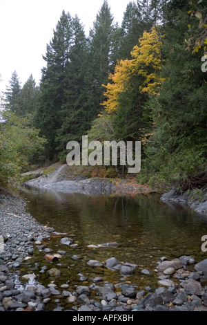 Un cours d'eau de frai du saumon sur un jour d'automne brumeux. Banque D'Images