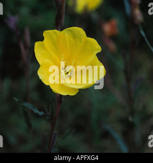 Onagre Oenothera macrocarpa vivace fleur complètement ouvert en fin d'après-midi Banque D'Images