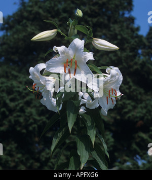 Regal lily Lilium regale en pleine floraison Banque D'Images