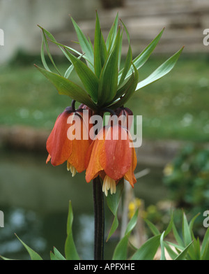 Couronne impériale Fritillaria imperialis boloria flowering plant Banque D'Images