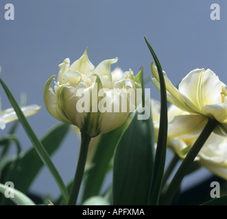 Fleurs de tulipe Mount Tacoma une division 11 tulip Banque D'Images