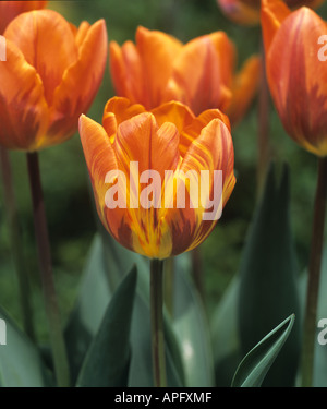 Fleur de tulipe Princesse Irene avec variation de couleur inhabituelle et Banque D'Images