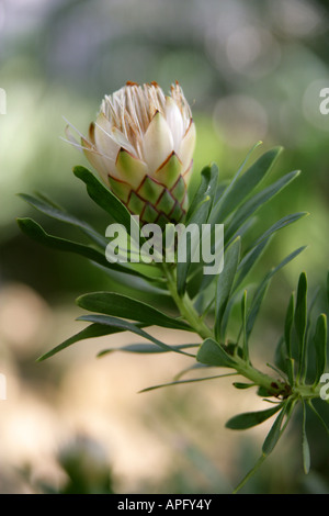 Narrowleaf Goldenrod, PROTEA Protea lanceolata, Proteaceae, Province du Cap, Afrique du Sud Banque D'Images