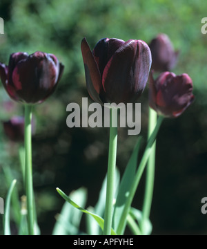 Fleurs rouge pourpre foncé de tulip reine de la nuit Banque D'Images