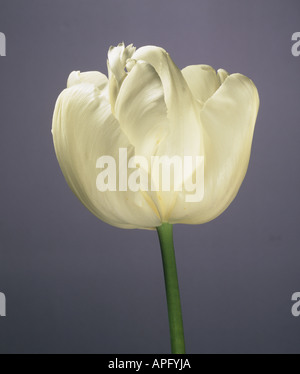 Fleur de neige tulipes Parrot Banque D'Images