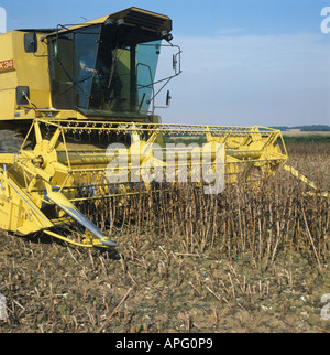 Moissonneuse-batteuse New Holland TX34 champ mûr de récolte de haricots Berkshire Banque D'Images