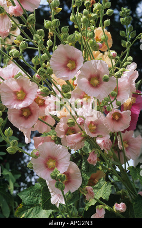 Fleurs rose pâle sur les plantes rose trémière Alcea rosea Banque D'Images