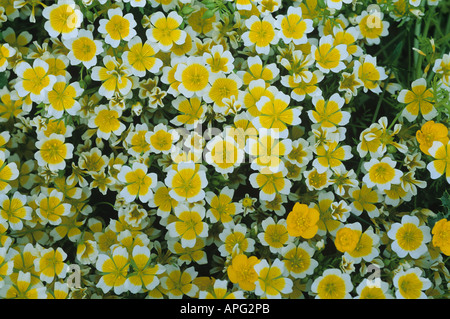 Limnanthes douglasii plantes oeufs pochés fleurs Banque D'Images