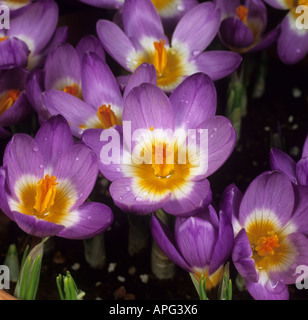 Série de fleurs Crocus sieberi tricolor Tricolor variété sublimus f Nombre d'ouverture 3 Banque D'Images