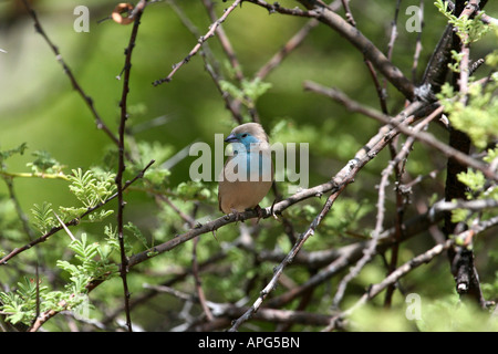 Astrild bleu Banque D'Images