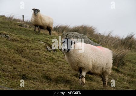 Deux moutons dans les vallons en Irlande du Nord sur un jour nuageux venteux. Banque D'Images