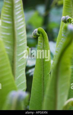 Asplenium scolopendrium Scolopendre officinale Banque D'Images