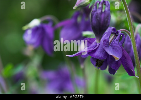 Aquilegia vulgaris Ancolie Banque D'Images