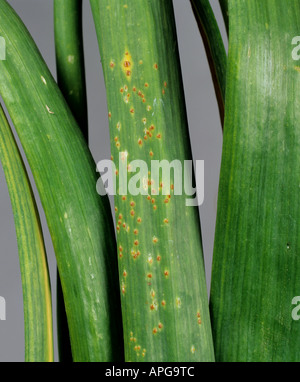 L'ail rouille Puccinia allii pustules sur les feuilles d'ail Banque D'Images