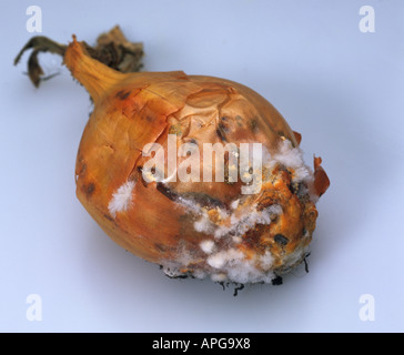 La pourriture blanche Sclerotium cepivorum oignon récoltés sur moule bulb Banque D'Images
