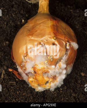 La pourriture blanche Sclerotium cepivorum oignon récoltés sur moule bulb Banque D'Images