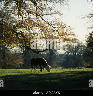 Dans le cadre d'un pâturage de vaches Hereford beech tree dans de riches couleurs d'automne Berkshire Banque D'Images